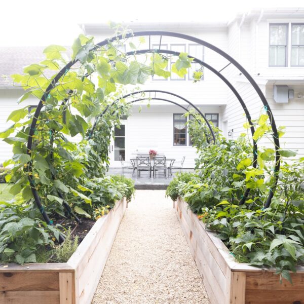 Garden Trellis for Climbing Plants